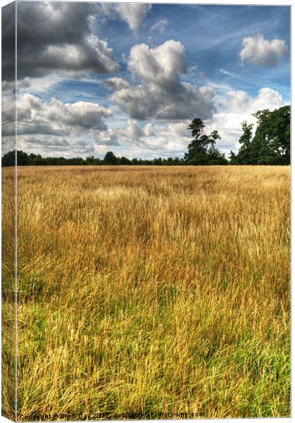 Field of Grass on West Wycombe Hill Canvas Print by Chris Day