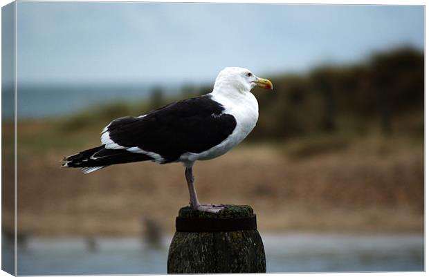 Great black backed gull (larus marinus) Canvas Print by Chris Day