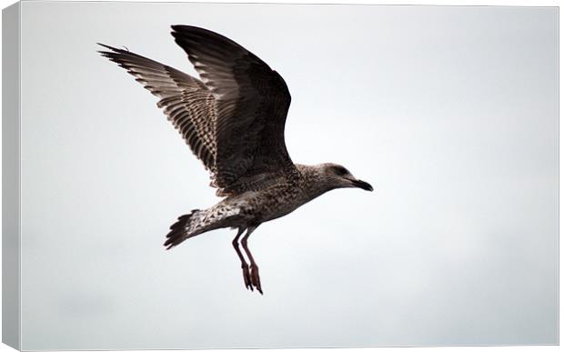 Great black backed gull Juvenile (larus marinus) Canvas Print by Chris Day