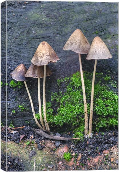 Group of Toadstools Canvas Print by Chris Day