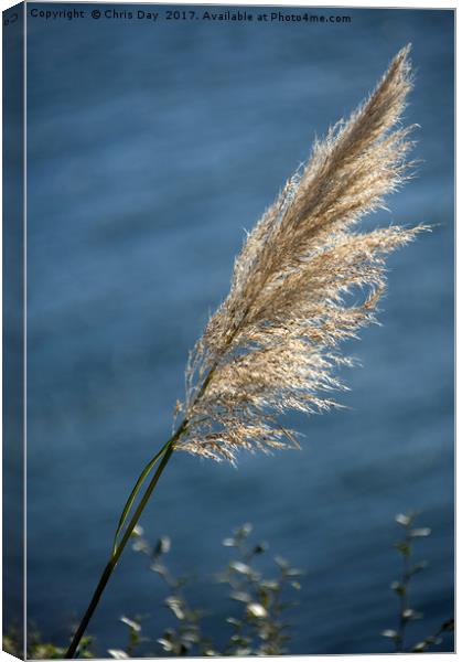 Grass seed head Canvas Print by Chris Day