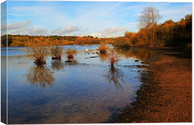 Ruilsip Lido in autumn Canvas Print by Chris Day