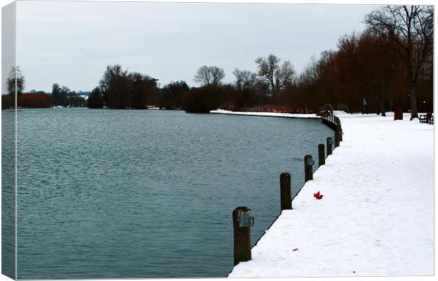 Marlow in the Snow Canvas Print by Chris Day
