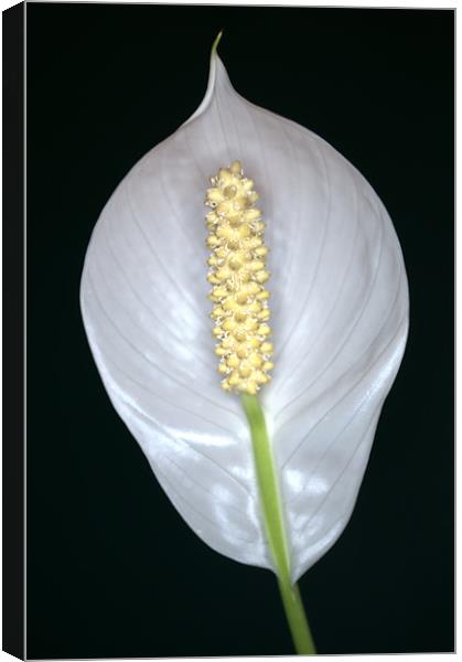Peace Lily (Spathiphyllum) in flower. Canvas Print by Chris Day