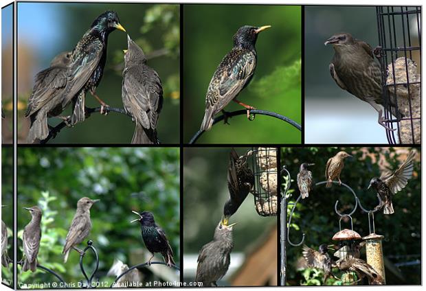 A Collage of Starling images Canvas Print by Chris Day