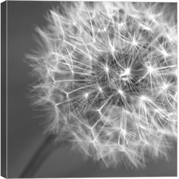 Dandelion seed head Canvas Print by Chris Day