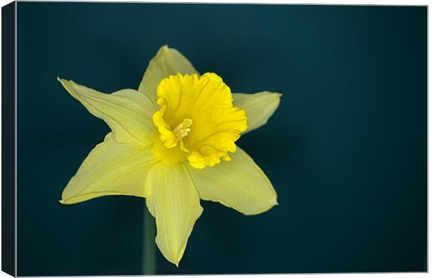 Daffo the Dilly Canvas Print by Chris Day