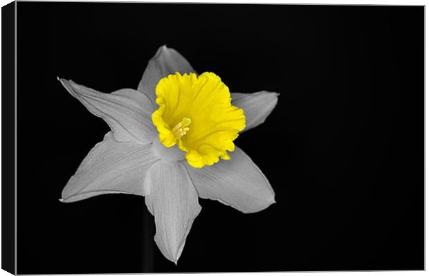 Daffo the Dilly Isolation Canvas Print by Chris Day