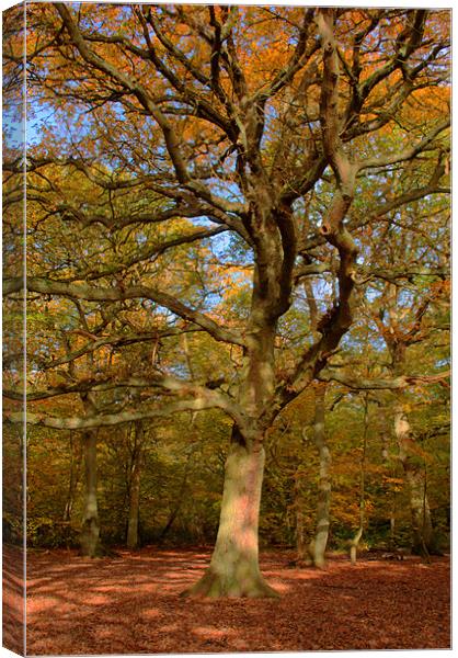 Forestree Canvas Print by Chris Day