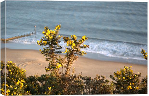 Gorse Canvas Print by Chris Day