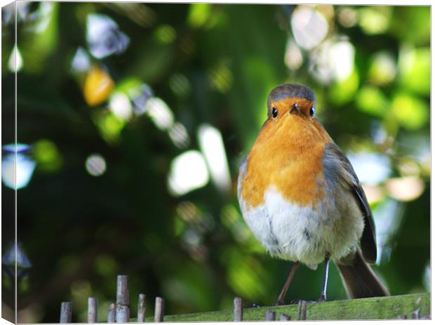 Quizzical Robin Canvas Print by Chris Day