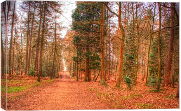 Woodland Path Canvas Print by Chris Day