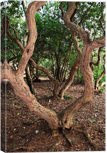 Bendy Trees Canvas Print by Chris Day
