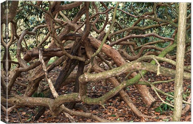 Tangled Trees Canvas Print by Chris Day