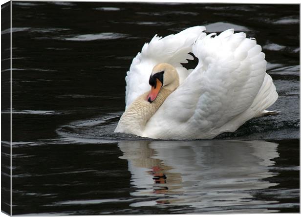 Mute Swan 1 Canvas Print by Chris Day