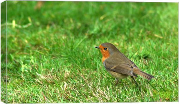 Robin Canvas Print by Chris Day