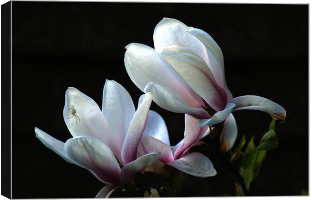 Magnolia and house guest Canvas Print by Chris Day
