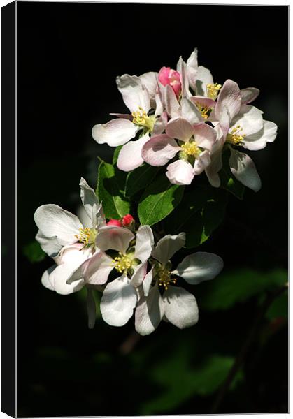 Apple Blossom 4 Canvas Print by Chris Day