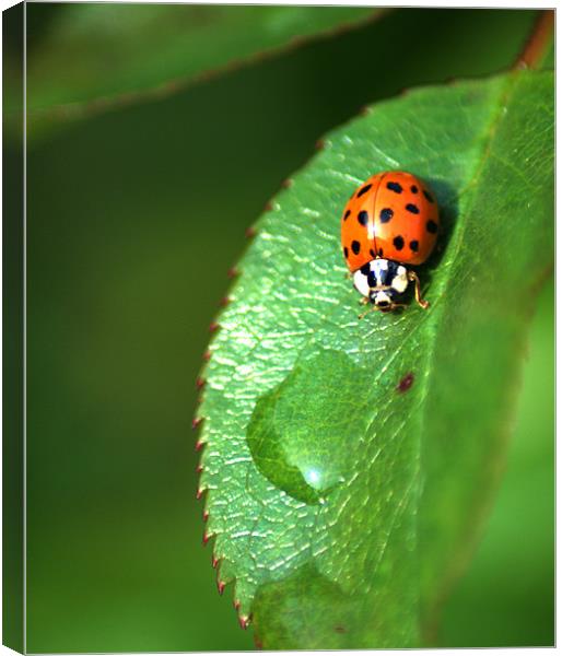 Ladybird Canvas Print by Chris Day