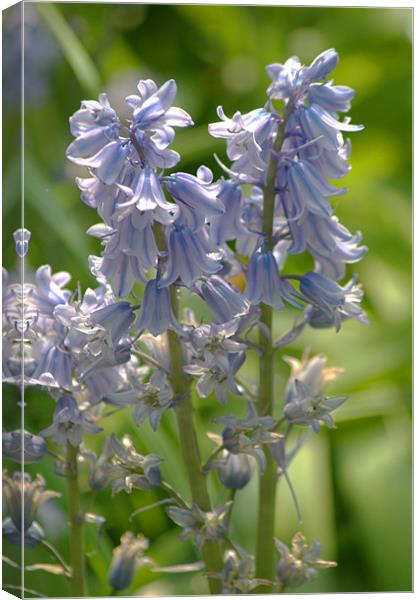 Bluebell 2 Canvas Print by Chris Day