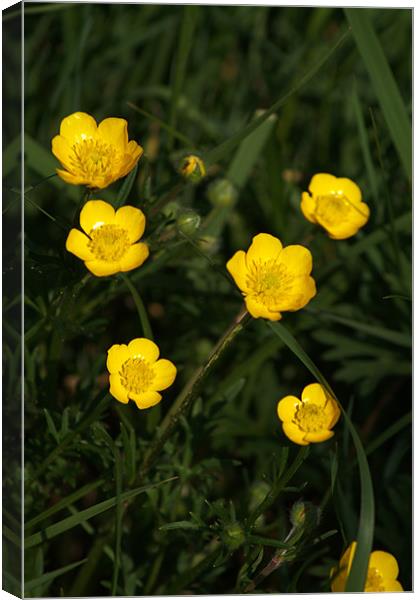 Buttercups Canvas Print by Chris Day