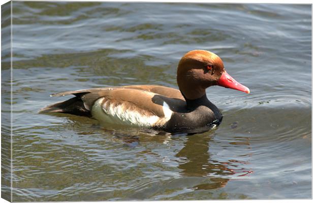 Red-Crested Pochard Canvas Print by Chris Day