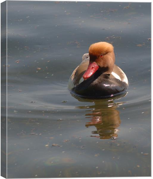 Red-Crested Pochard Canvas Print by Chris Day