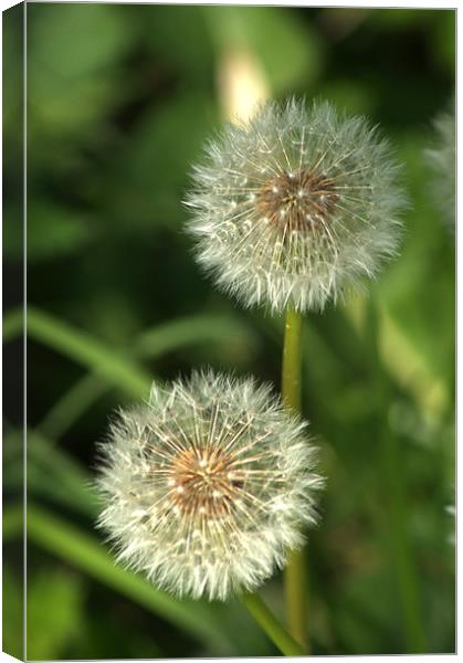 Dandelion Seed heads Canvas Print by Chris Day