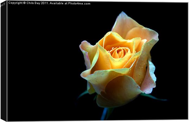 Yellow Rose Canvas Print by Chris Day