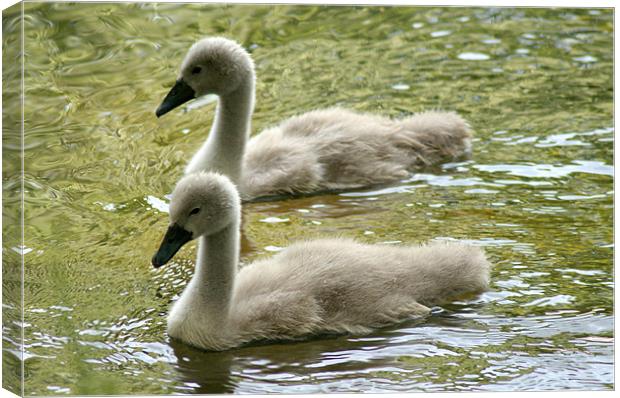 Mute Swan Cygnets Canvas Print by Chris Day