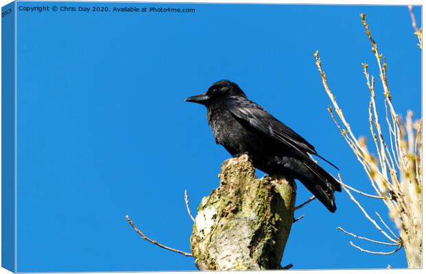 Caw said the crow Canvas Print by Chris Day