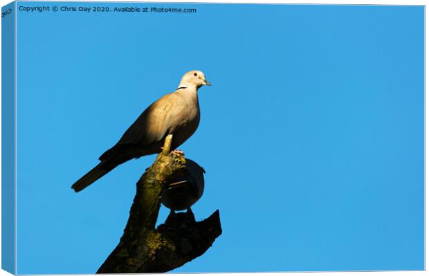 Collared Dove Canvas Print by Chris Day