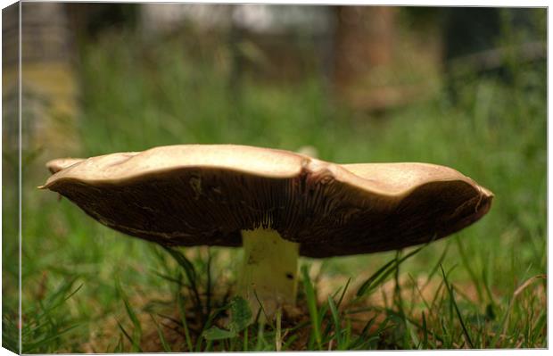 Mushroom Canvas Print by Chris Day