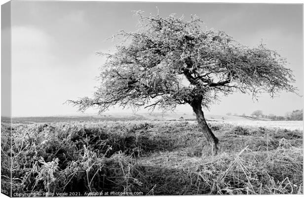 Winter Morning Frost in Monochrome. Canvas Print by Philip Veale