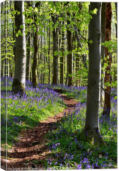 Bluebell Trail, Coed Cefn. Canvas Print by Philip Veale