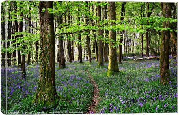 Bluebells Blanket the Forest Floor at Coed Cefn. Canvas Print by Philip Veale