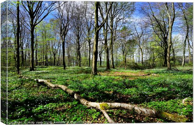 Forest Fawr as Spring Wakes. Canvas Print by Philip Veale