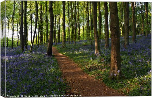 Bluebells Bloom at Coed Cefn. Canvas Print by Philip Veale