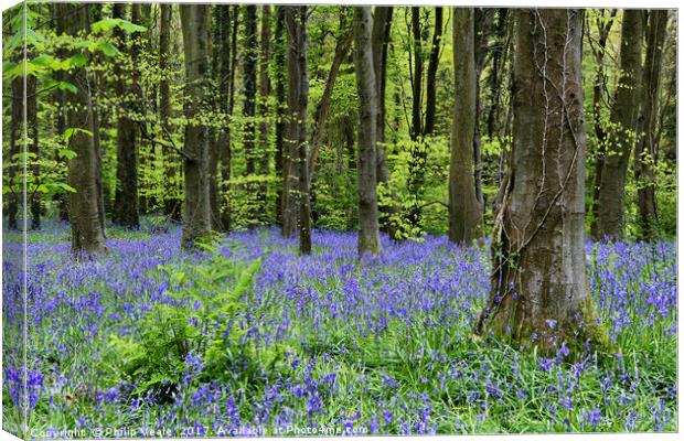 Bluebells Blossom at Coed Cefn Nature Reserve. Canvas Print by Philip Veale