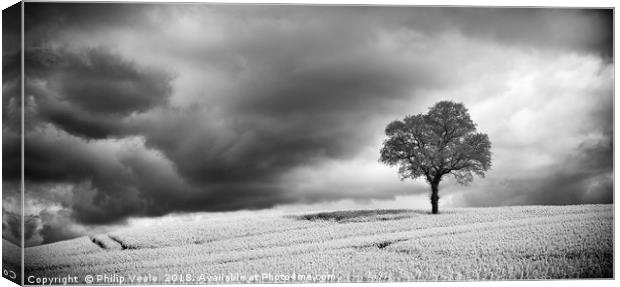 Storm Brewing over Rapeseed Field, Monochrome. Canvas Print by Philip Veale