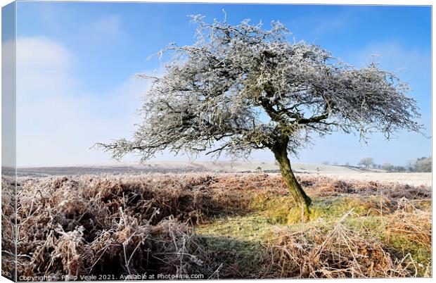 Dawn's Frost Kissed Tree. Canvas Print by Philip Veale