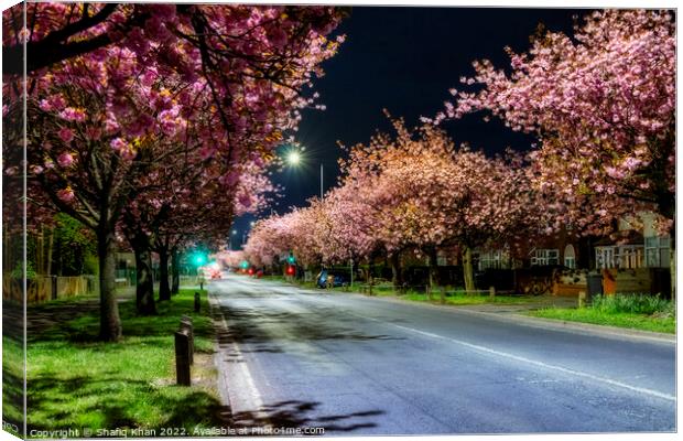 Blooming Blossoms in Preston Canvas Print by Shafiq Khan