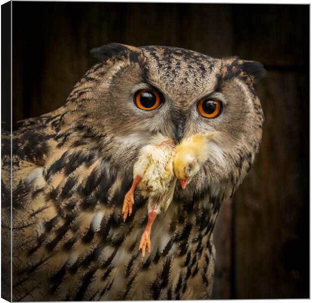 Eagle Owl with chick Canvas Print by Chantal Cooper