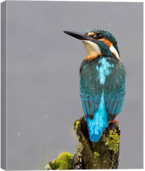 Kingfisher in the rain Canvas Print by Chantal Cooper