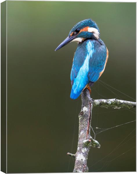 Kingfisher Canvas Print by Chantal Cooper