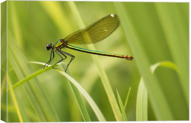 Resting Dragonfly on Blade of Grass Canvas Print by Chantal Cooper