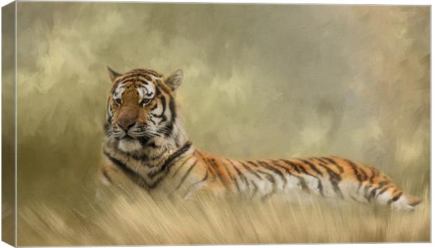 Tiger resting in long grass Canvas Print by Chantal Cooper