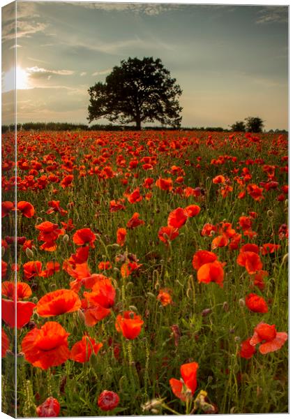 Poppy Field Canvas Print by Chantal Cooper