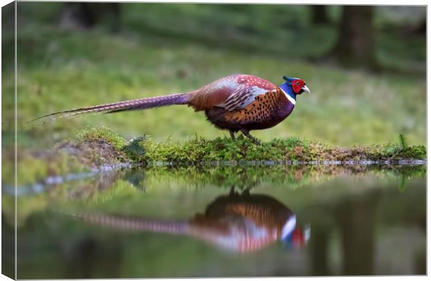 Male Pheasant and reflection Canvas Print by Chantal Cooper
