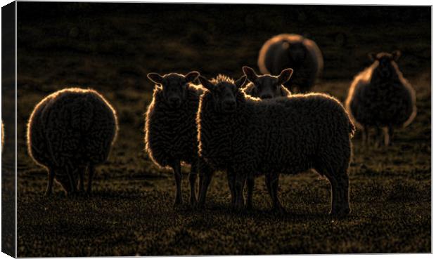 Rim lit sheep Canvas Print by Chantal Cooper